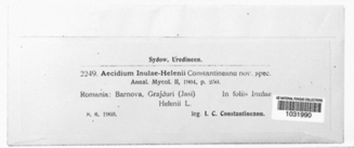 Aecidium inulae-helenii image